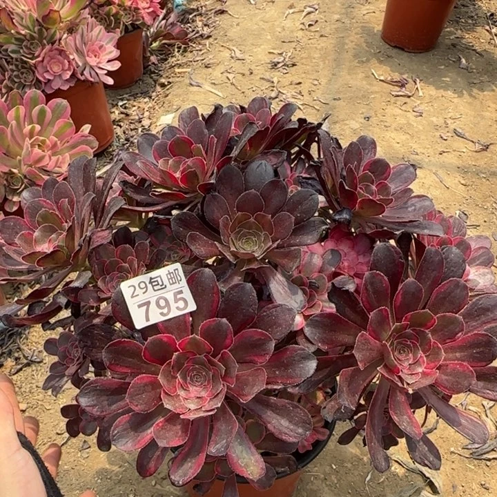 丽娜……多肉植物……