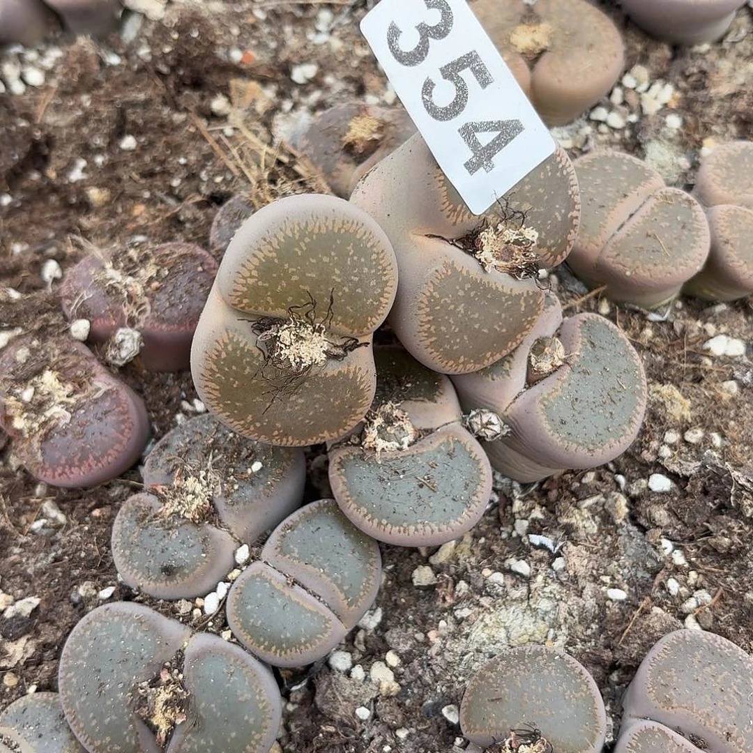 ****3生石花一物一拍354