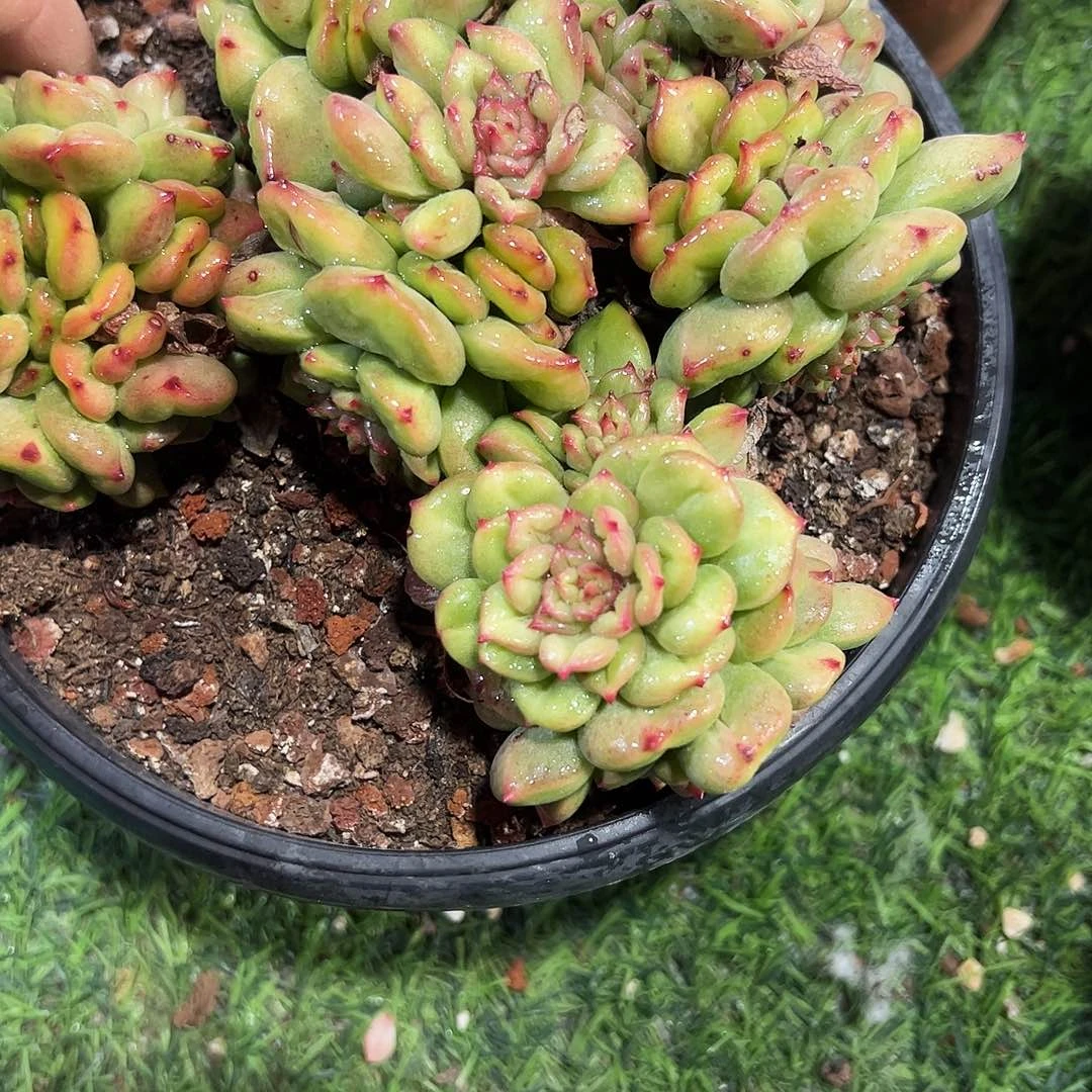 苹果花群多肉植物