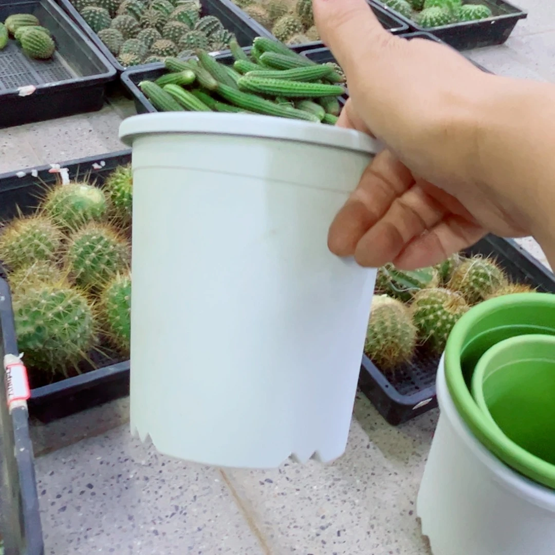 下82小白盆2个口径15高15无托盘20包邮