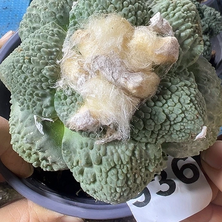 满尤怒936仙人球开花