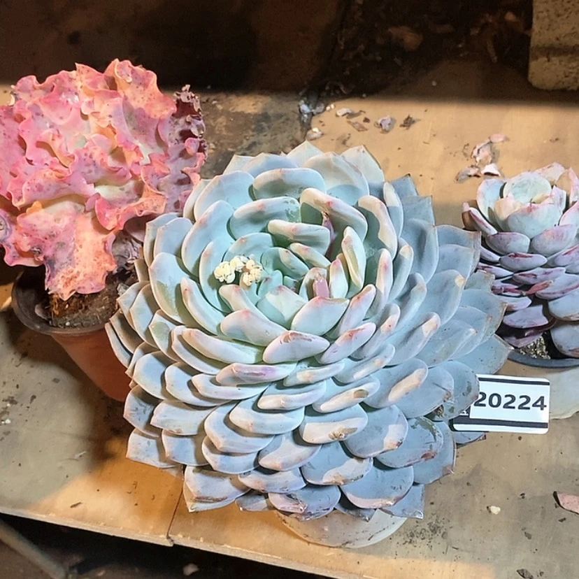 【闪购商品】橙梦露20224