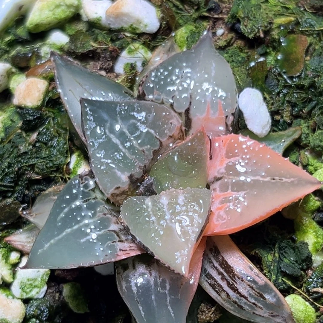 恭喜发财大吉大利1011