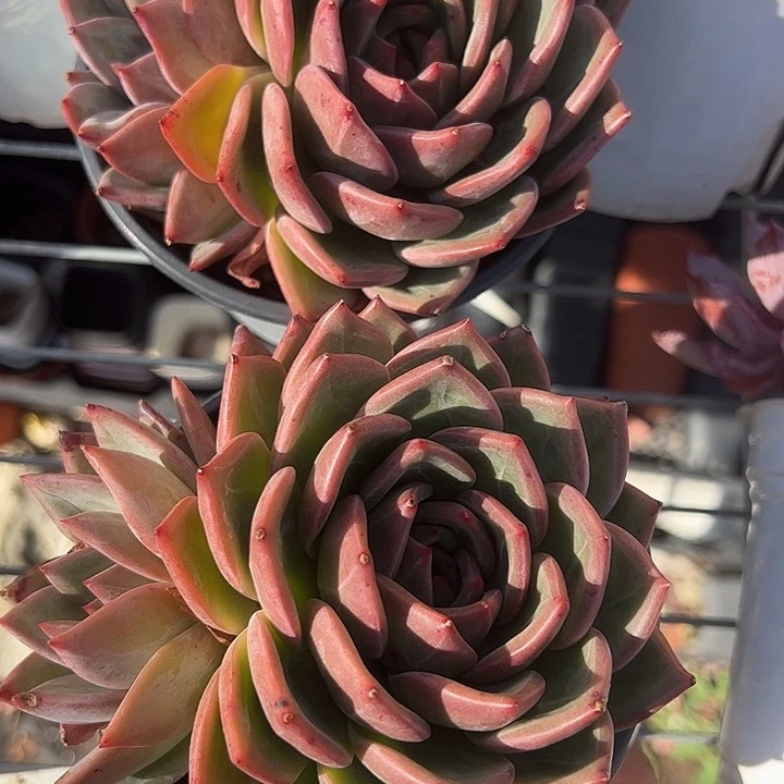 双头德国香槟多肉植物精品