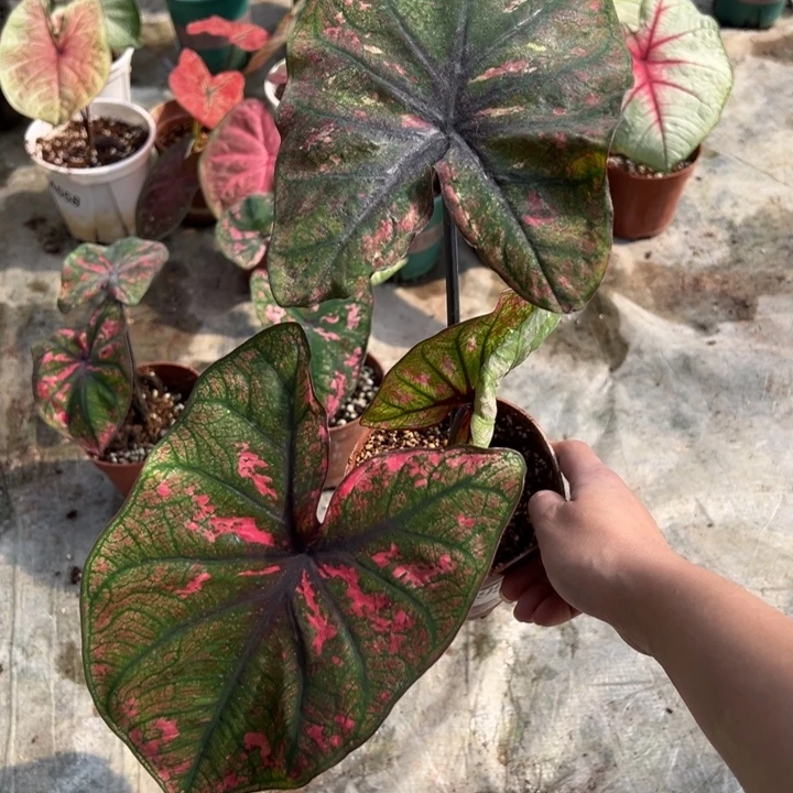 牛***牛不开花植物A595紫霞仙子不售后