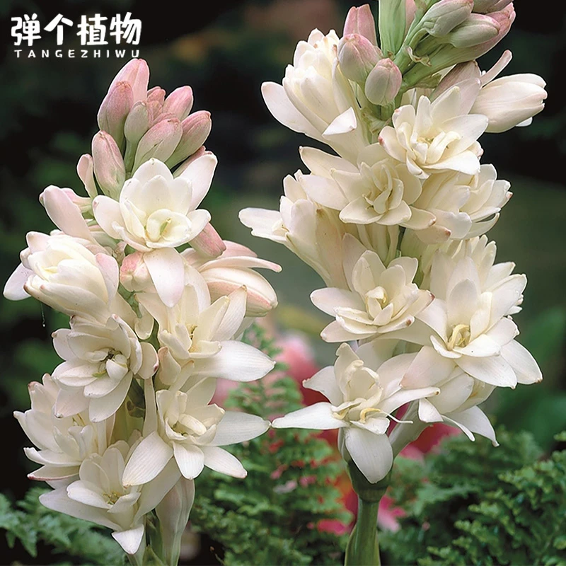 弹个植物晚香玉种球重瓣大花浓香球根夜来香多年生切花阳台庭院