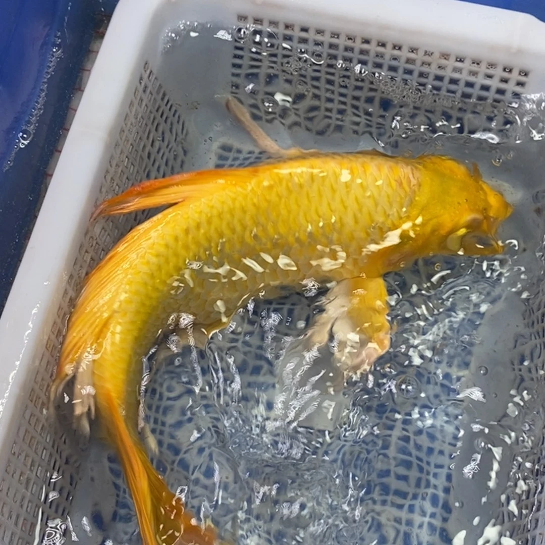 锦鲤冷水锦鲤包邮