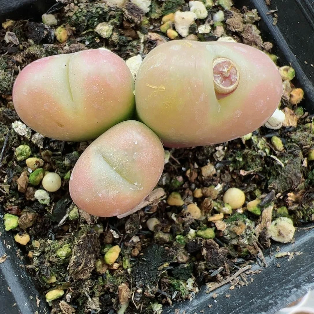 【闪购商品】107 吕氏x桃杂