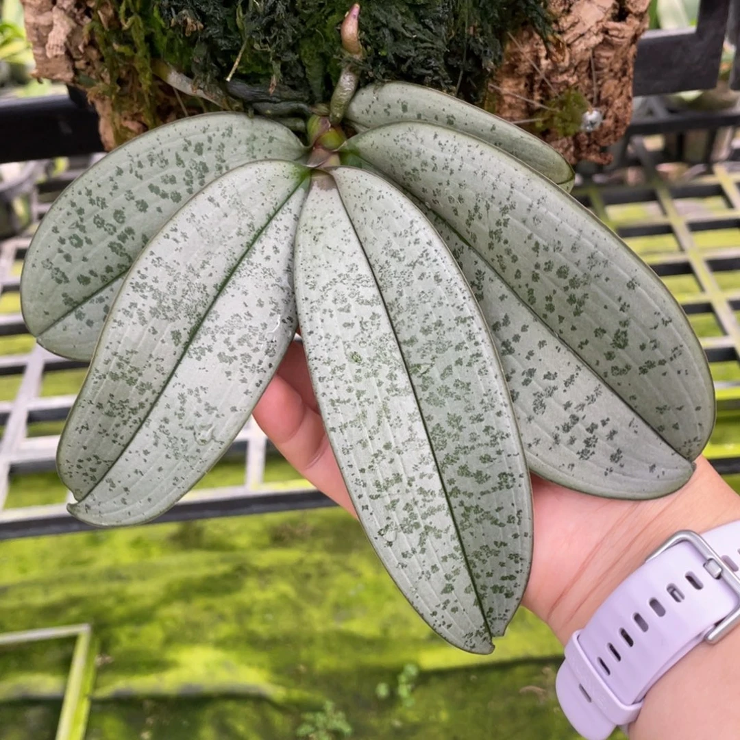 当前无花栽培后可以开花s925超银西，香板