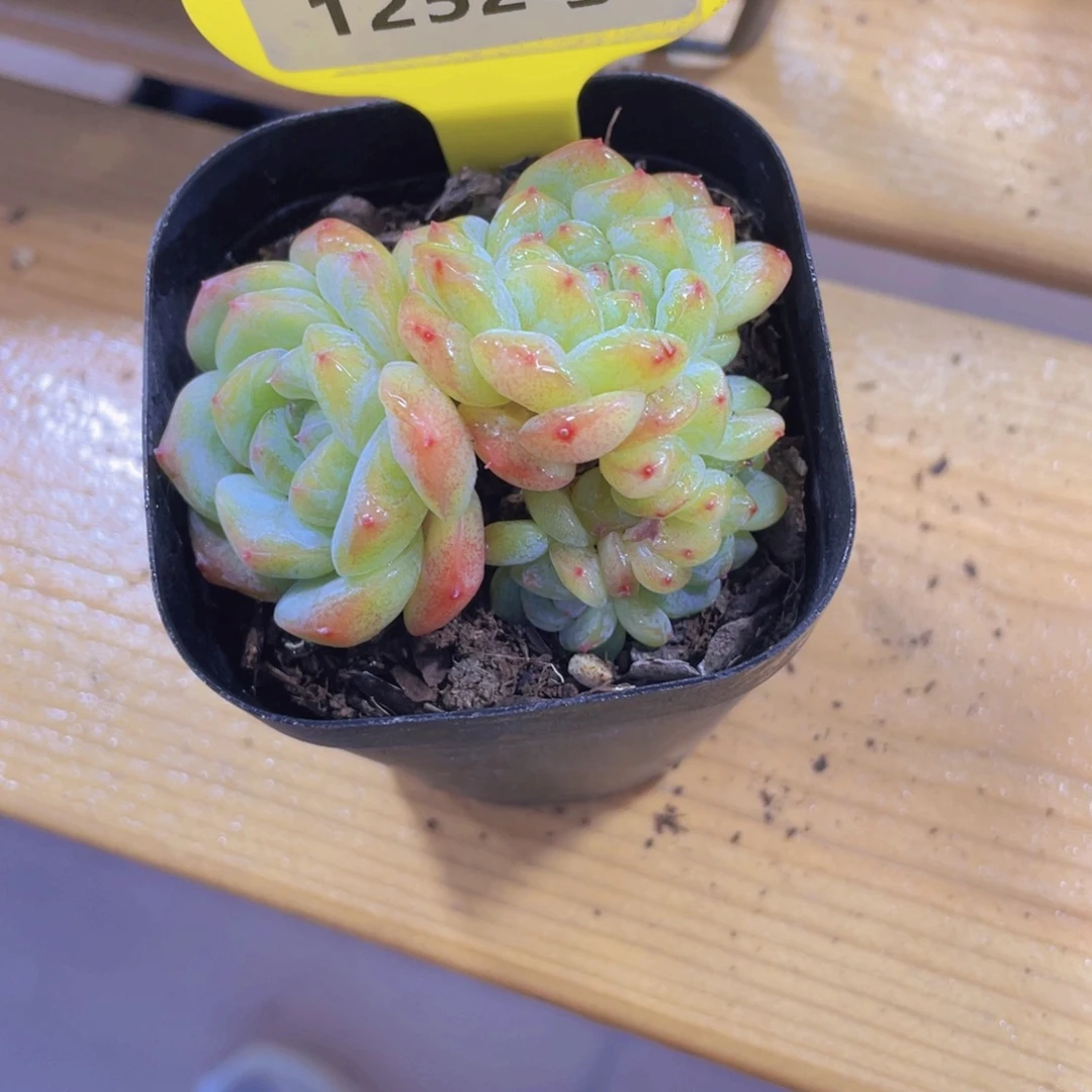 1252号 龙头珍妮冰魄缀化