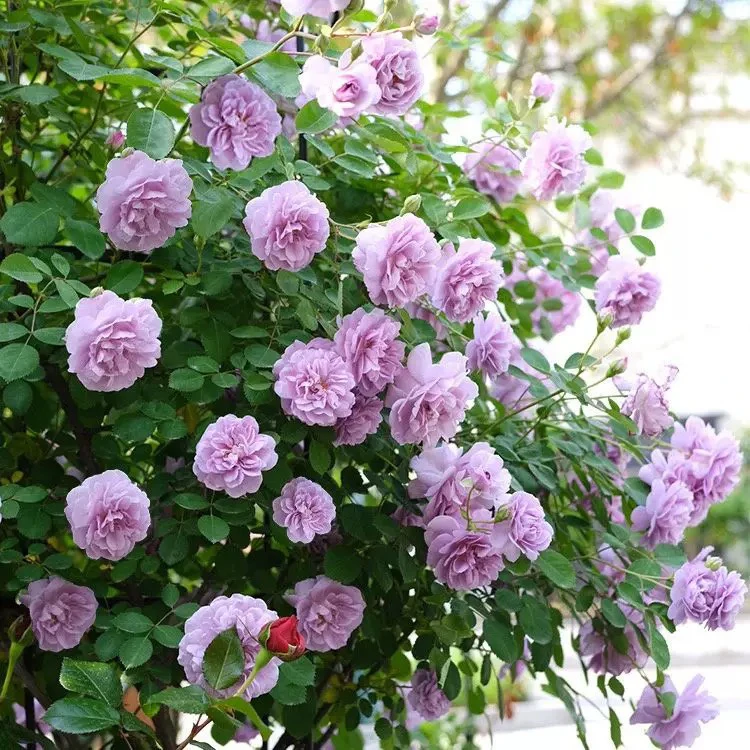 蓝色阴雨大花爆花多头爬藤月季多季开花阳台庭院围墙拱门花墙垂钓