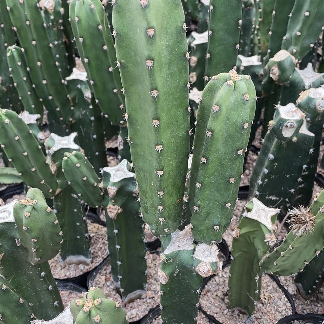 快****仙人球秀蒲柱子6个