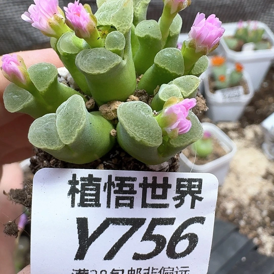 多肉植物的润泽和ff