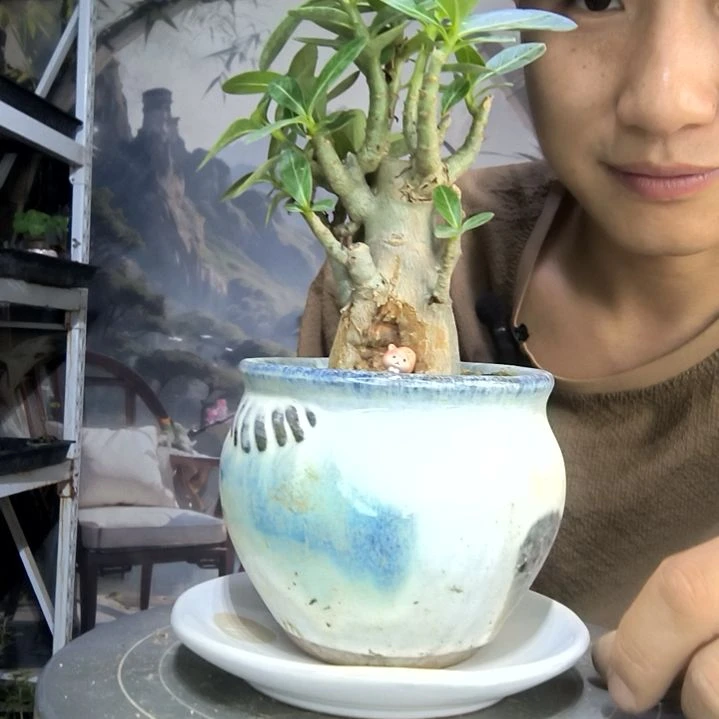 蓝***虫中青园艺一物一拍264