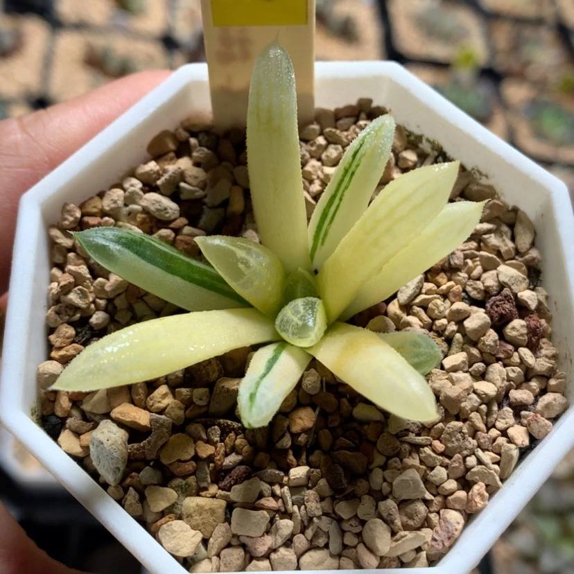 【闪购商品】小*495爱心