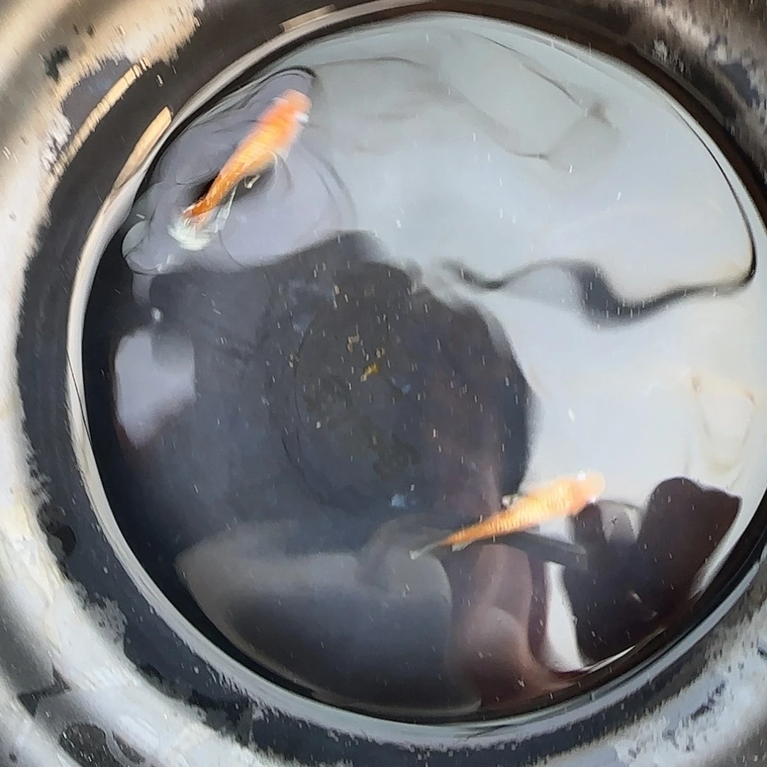 青鳉鱼真长鳍红赤壁公配短母