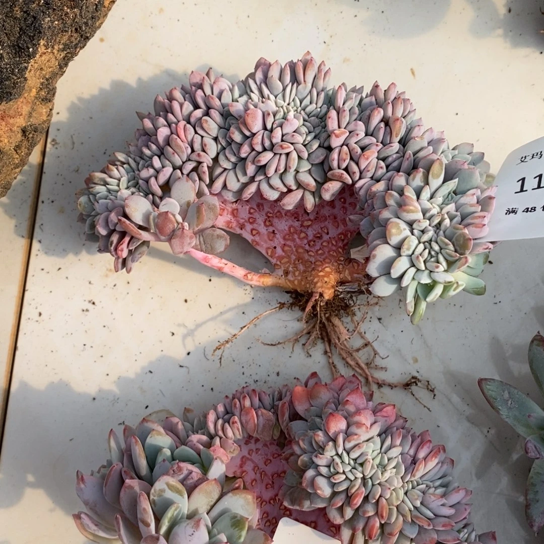 海棠花缀化多肉多肉1193