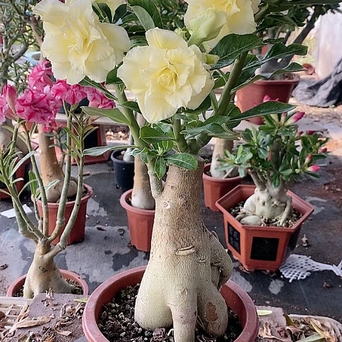 【闪购商品】无花朵贤*