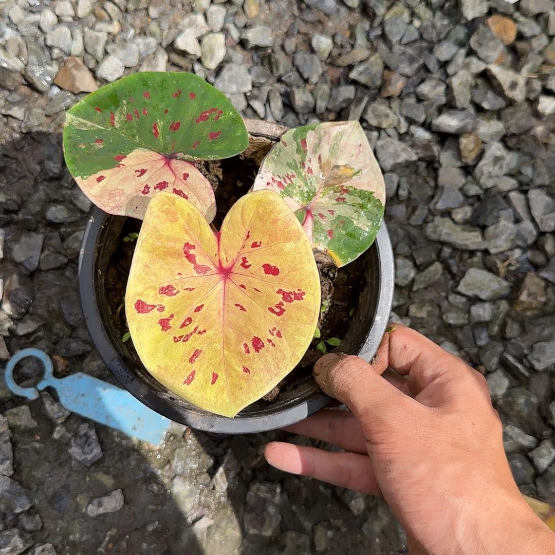 H***n完全开放白玫瑰，泰彩裸根发