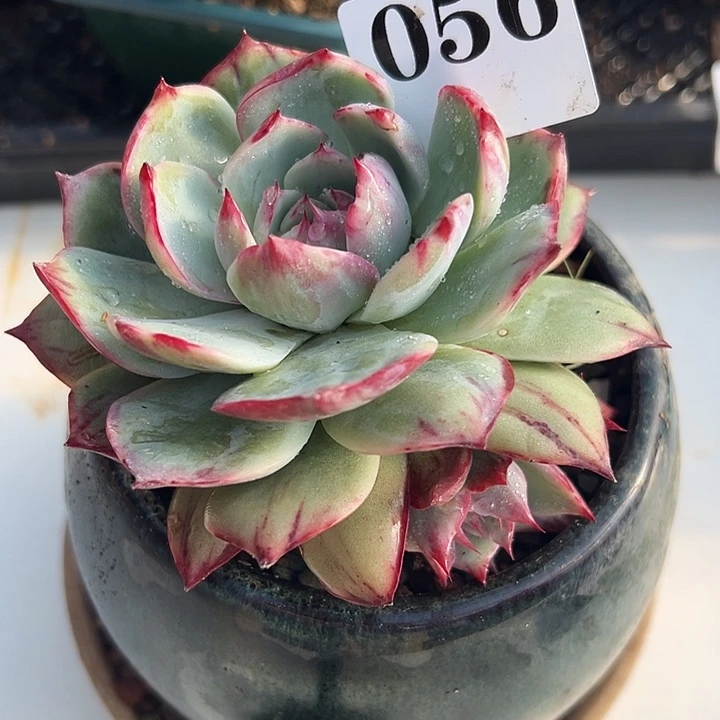 惊鸿惊鸿惊鸿056保底10厘米