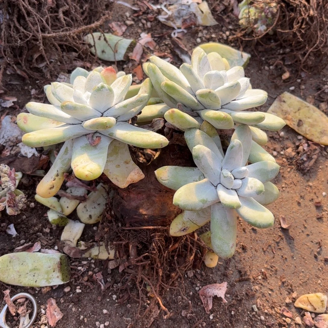 J***A拇指，仙女杯多肉。