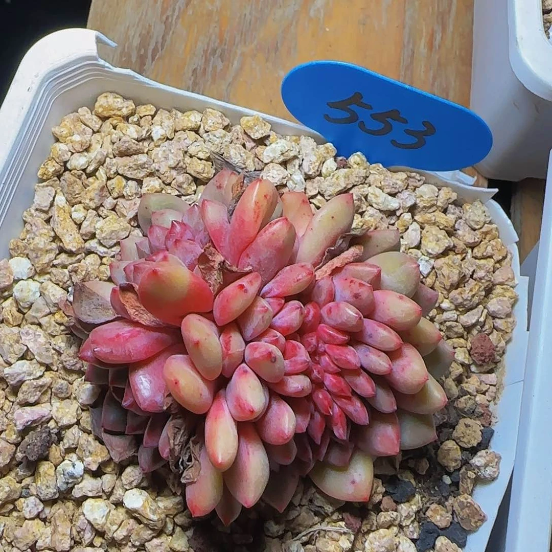 爱丽儿缀553号一物一拍