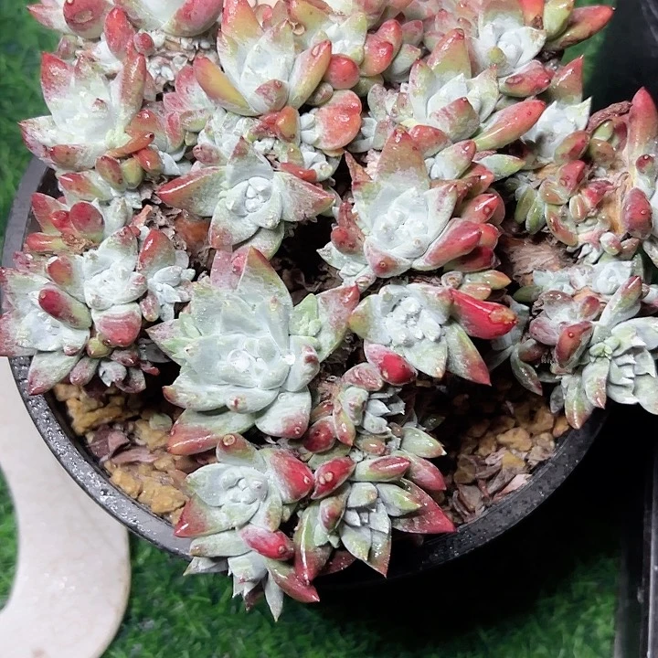 小鹿多肉一物一拍689