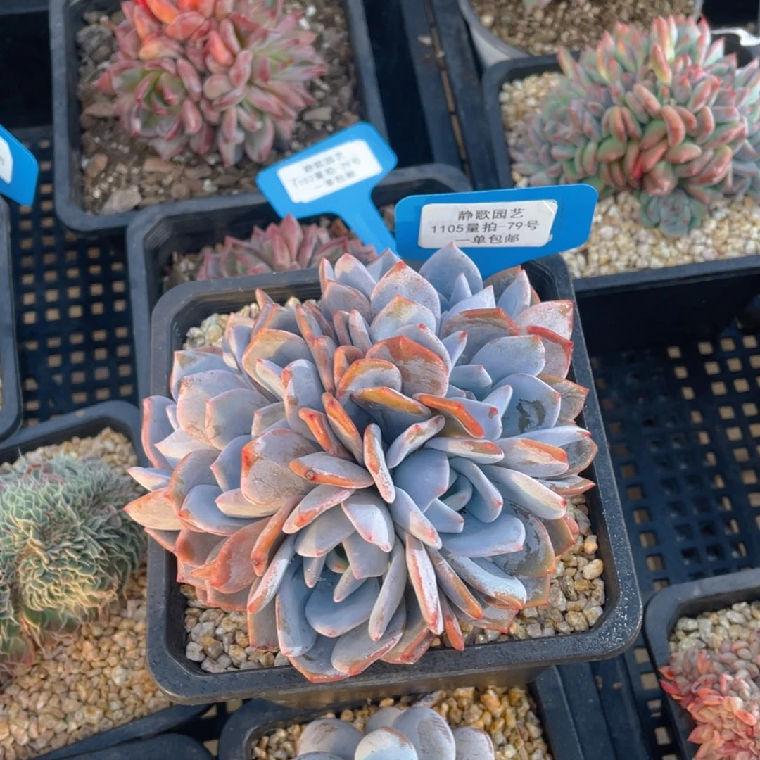 1105-79-奶盖福利一颗