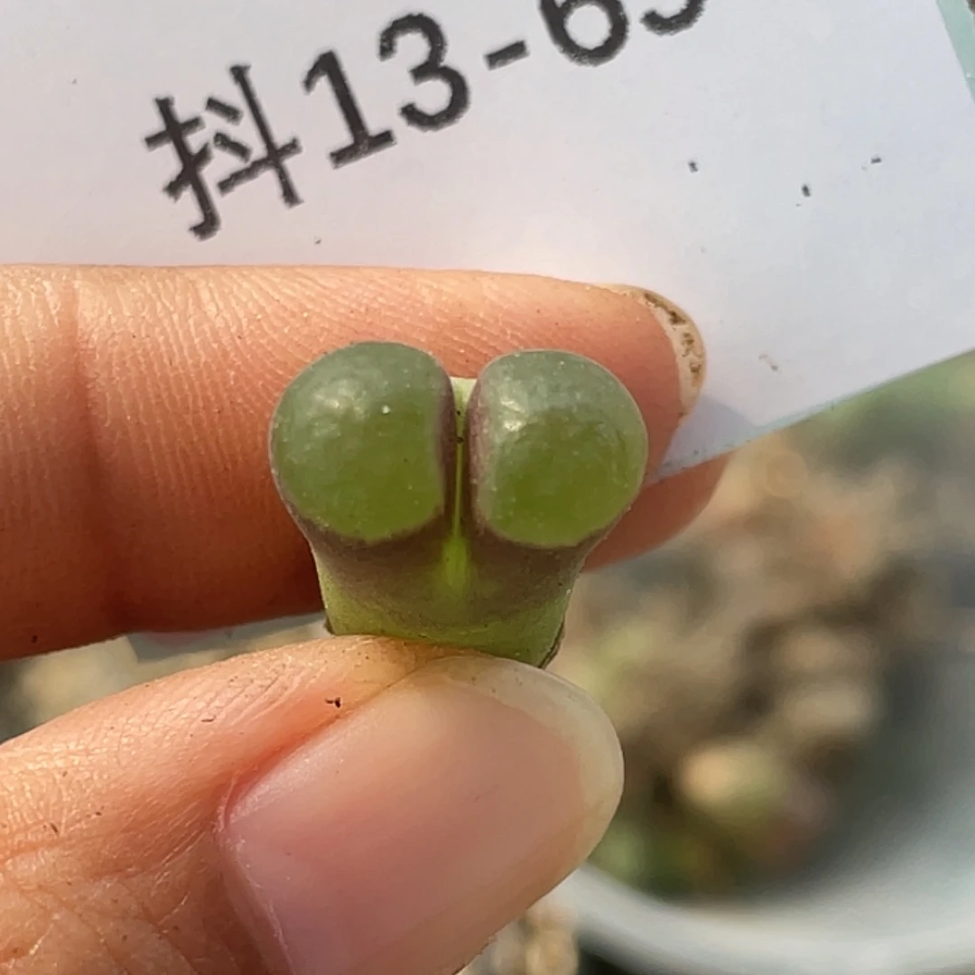 13-69磁铁多肉植物