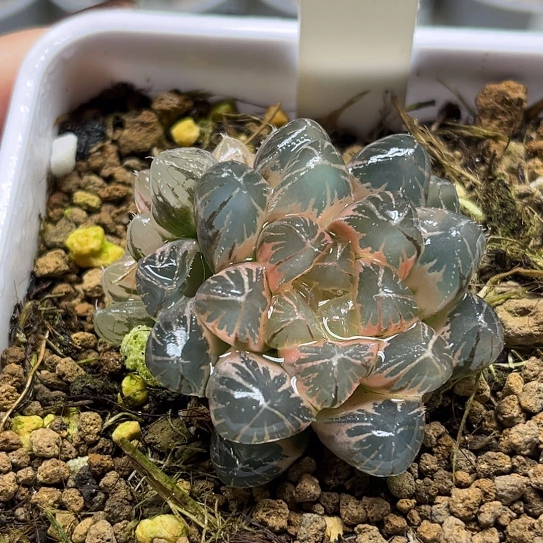 231双头糊斑龙珠玉露锦福利专场