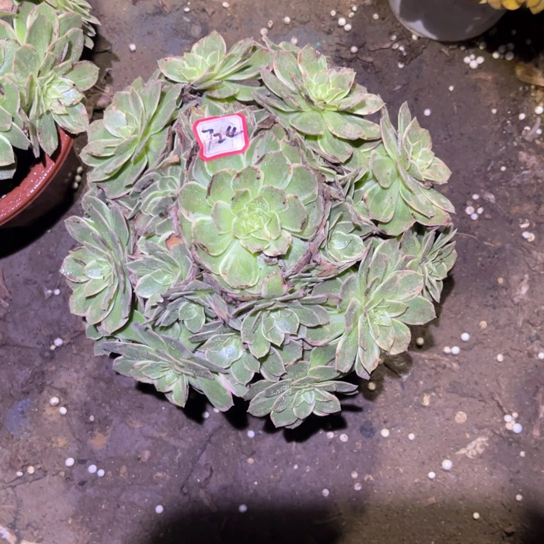 724多肉植物万花筒