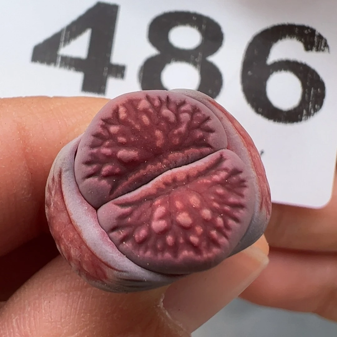 伏**。3.8好看的多肉脱土发货486
