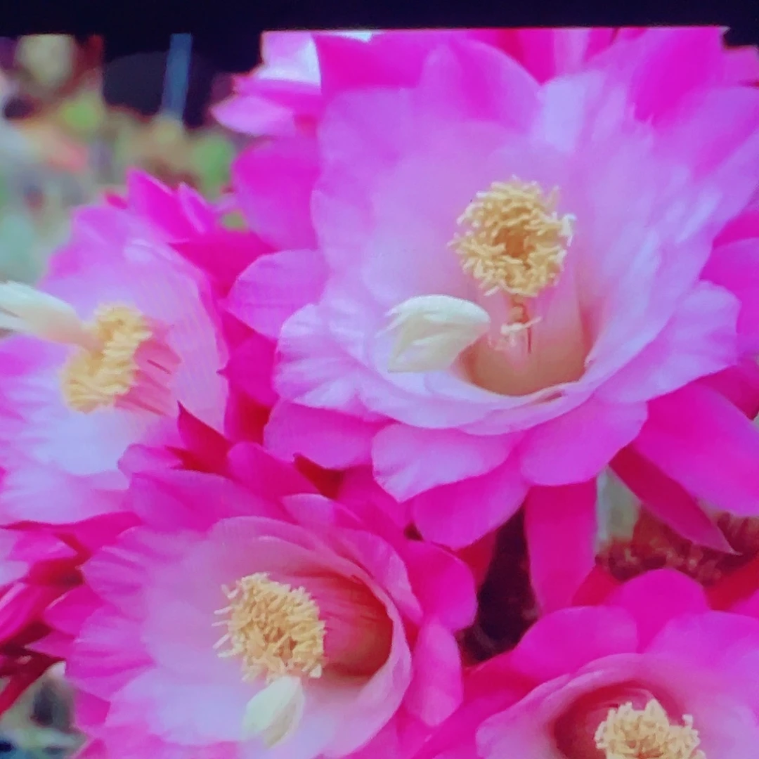 金妞 海姆 侧芽 满20包邮