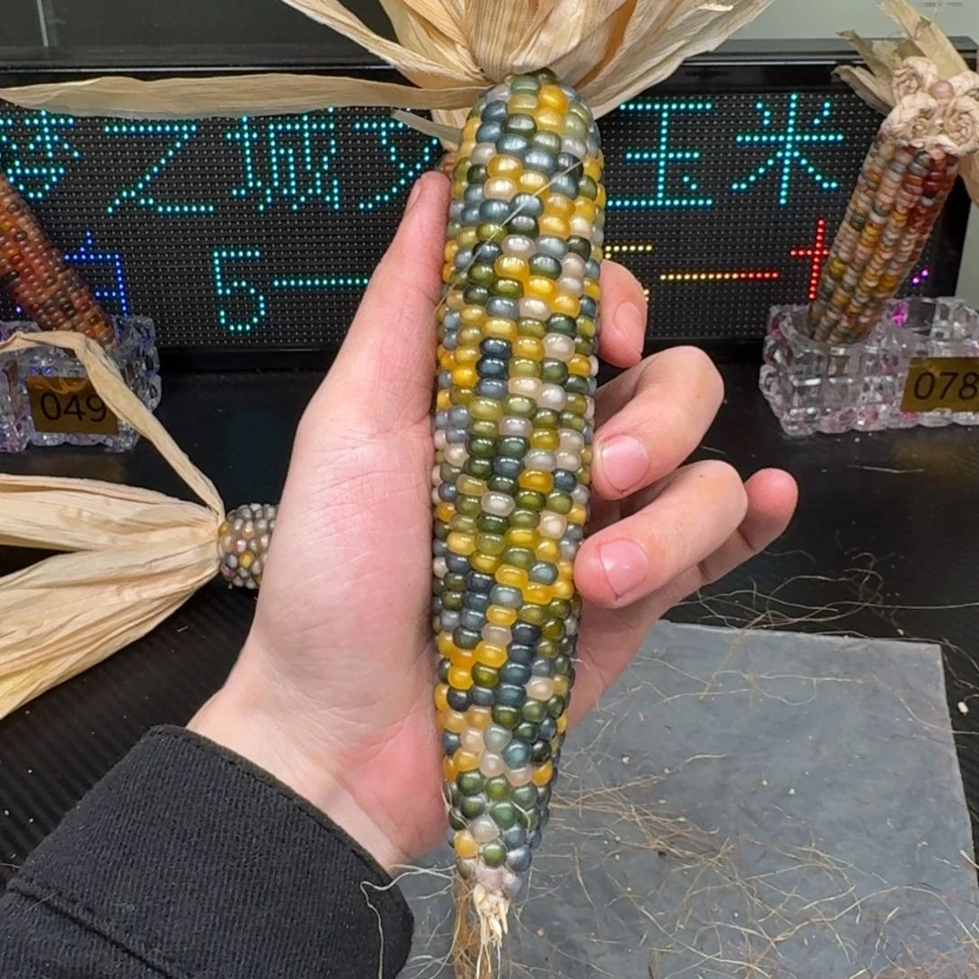 柏香籽/百香籽吊坠静**阳