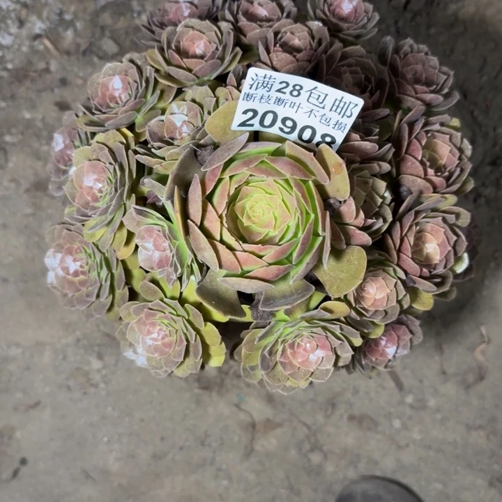 20908南黑寡妇多肉植物