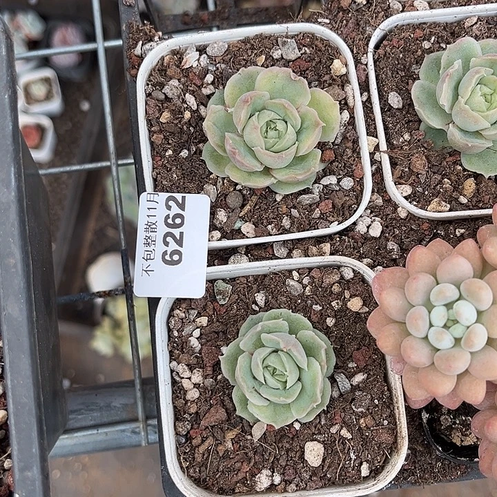 阿雅园艺。     6262两颗