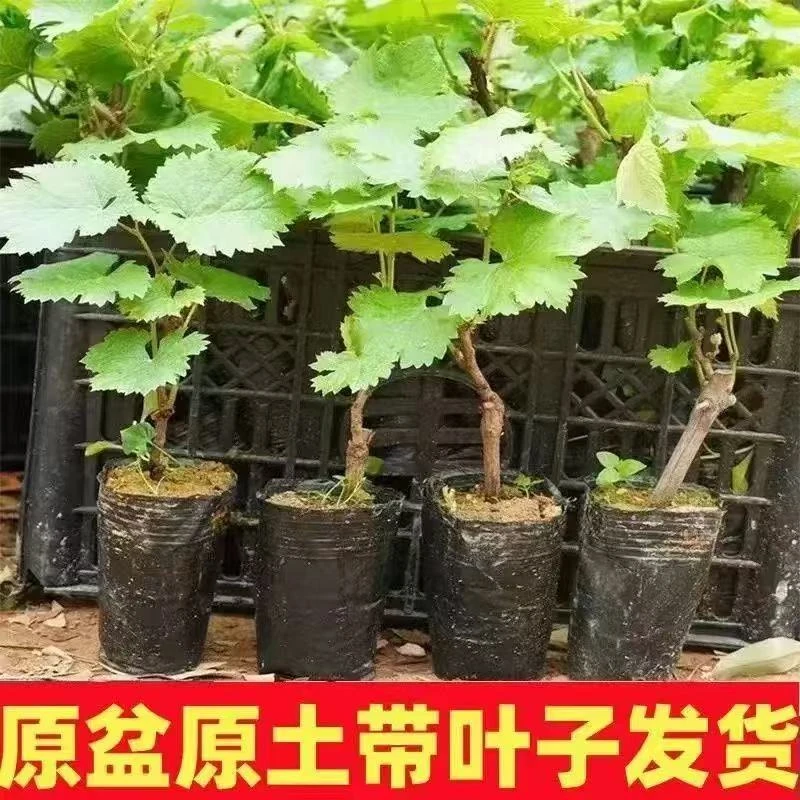 葡萄树苗庭院地栽阳台盆栽南北方种植