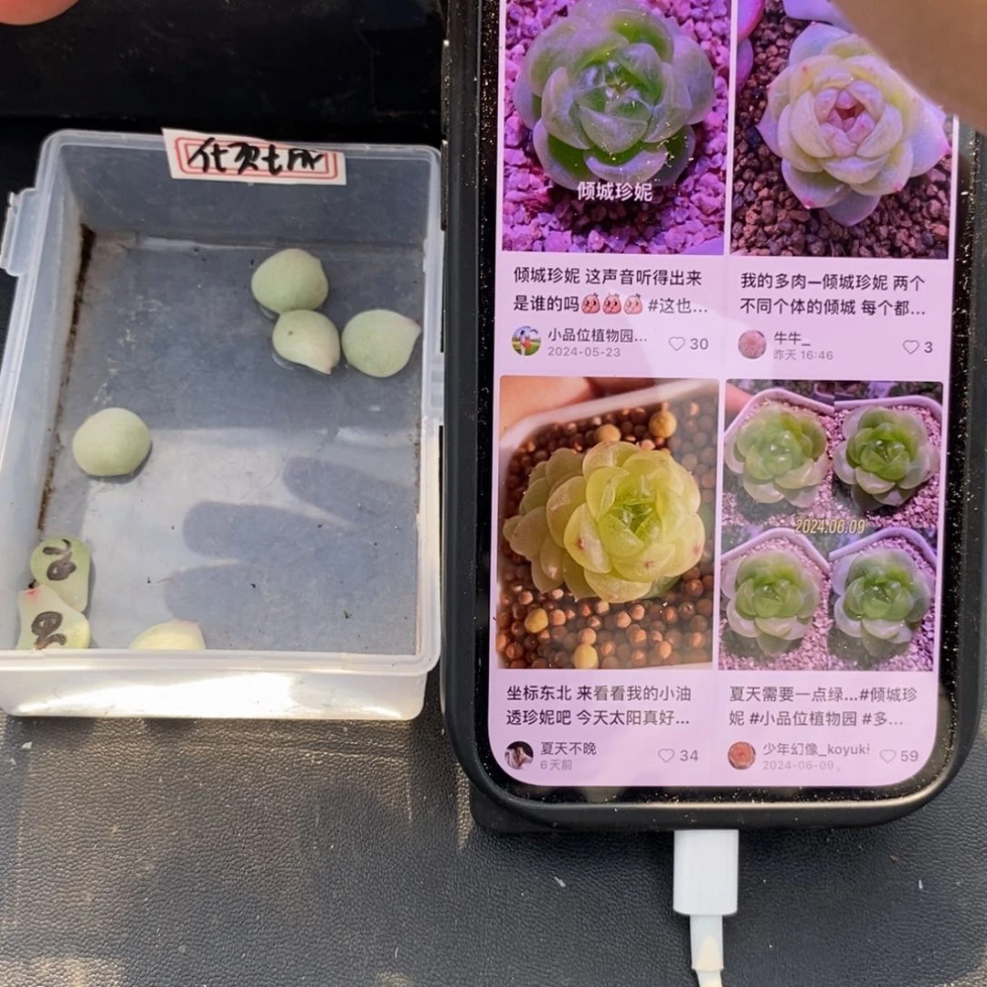 纯叶片倾城珍妮一片多肉叶子