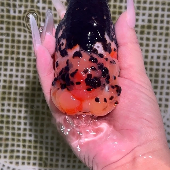 金鱼兰寿活体金鱼淡水观赏鱼