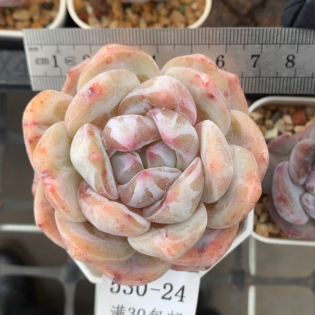 24。星影橙。石化变异。