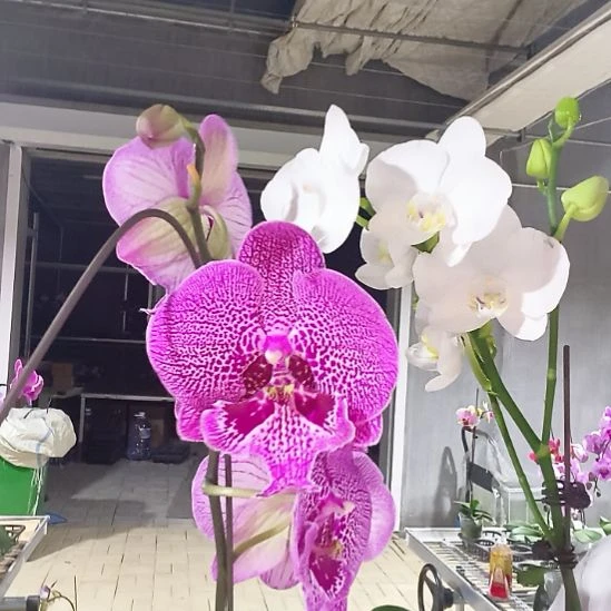 完全开放水母➕阿玛032