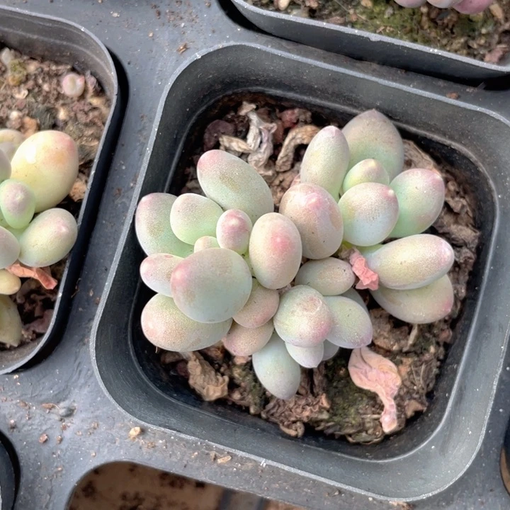 樱花奶有砍随机发满18包邮