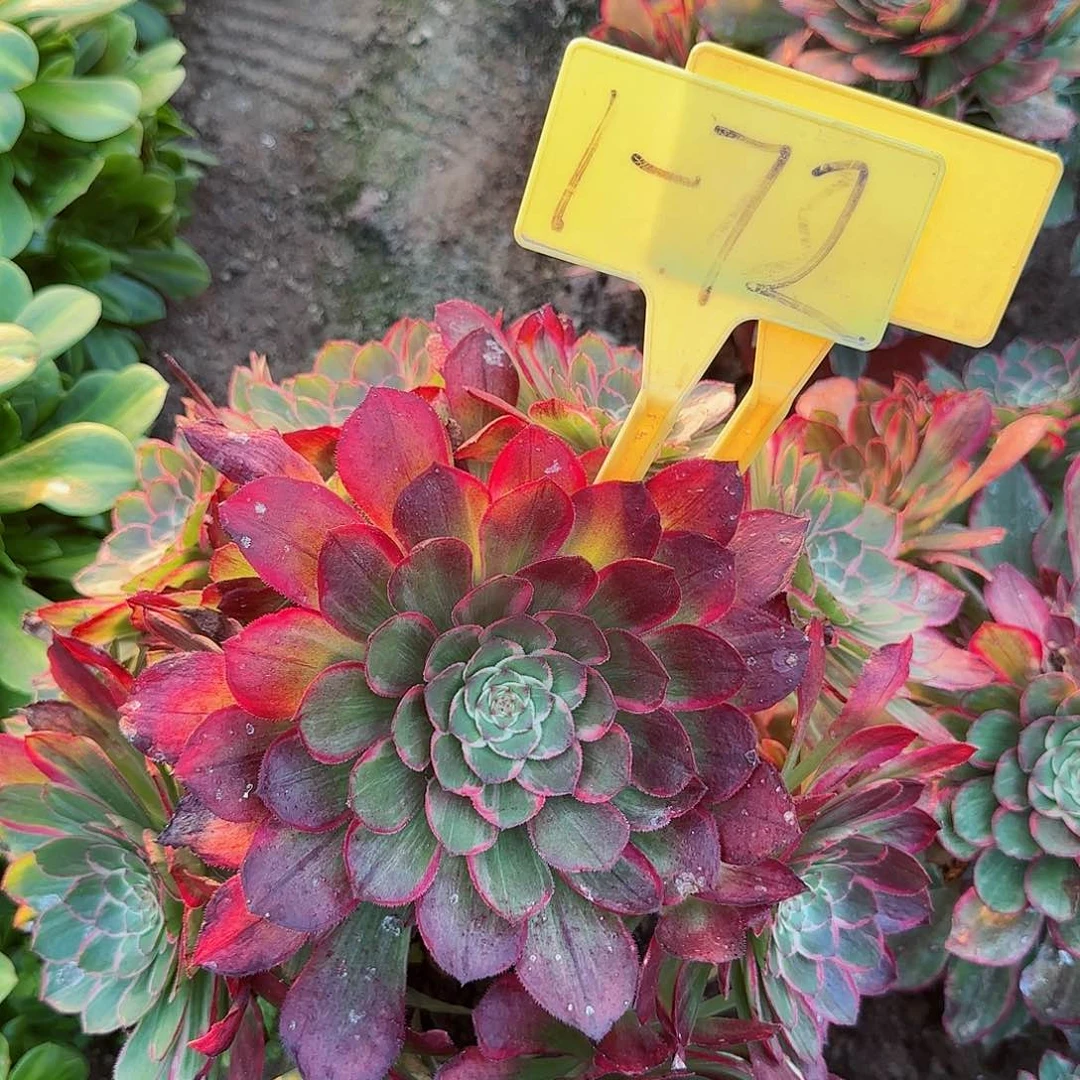 用****91-72---多头多肉植物