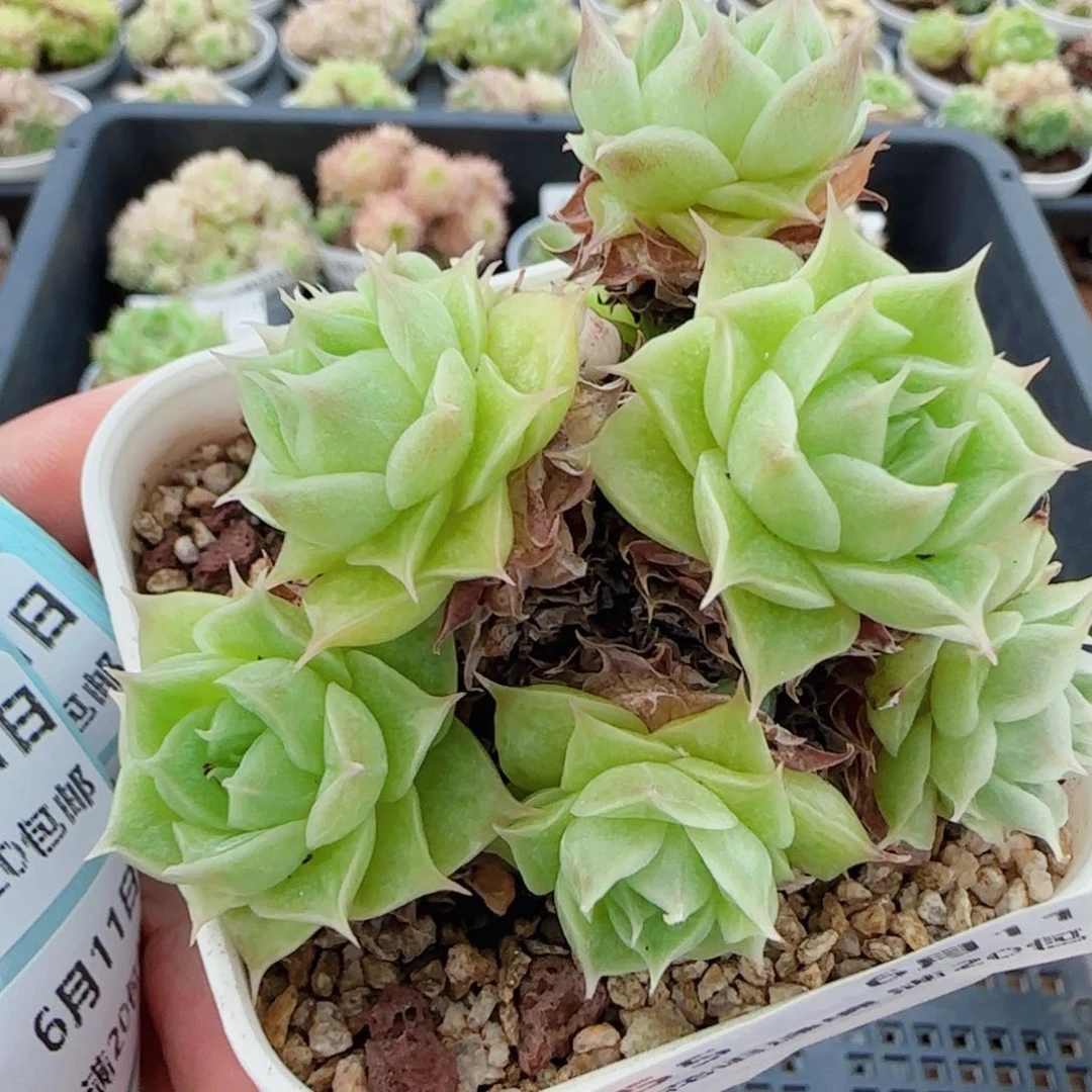 花语逸镜0611-55散