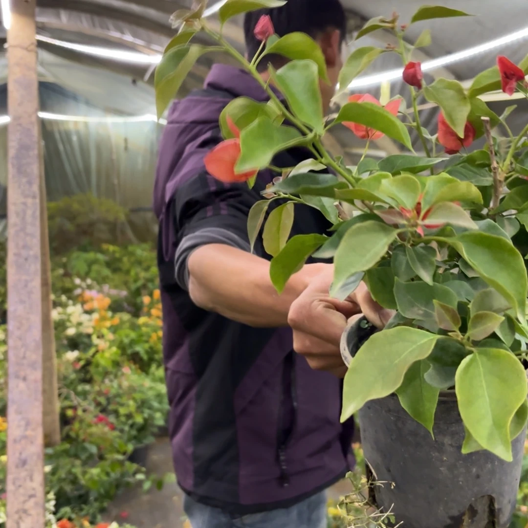 完全开放（不甜西瓜）三角梅会落花落叶会光杆苗有大有小