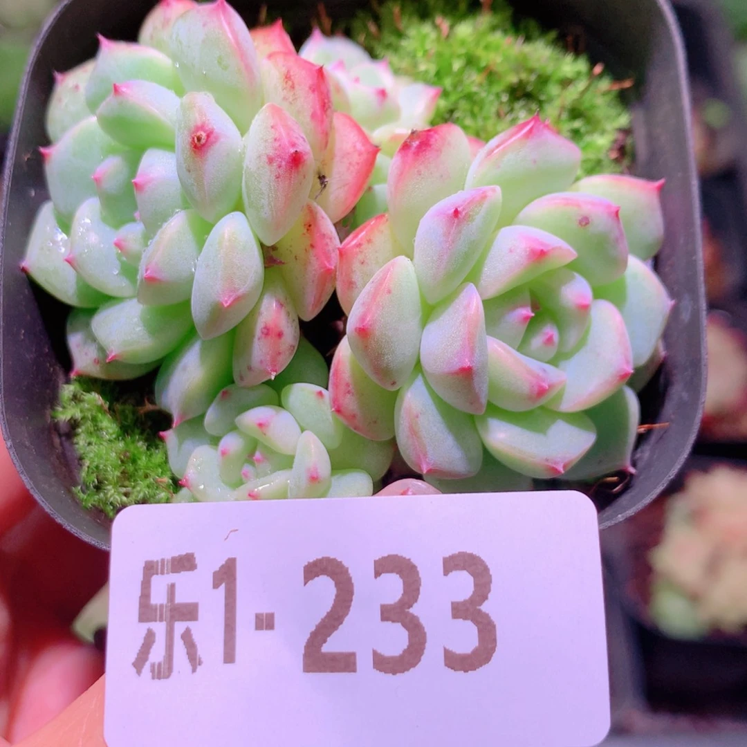 乐然1-233 新品群