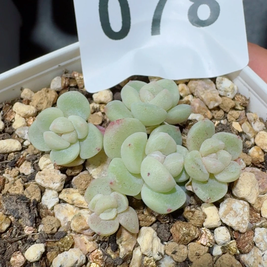 冰玉群生         精品多肉