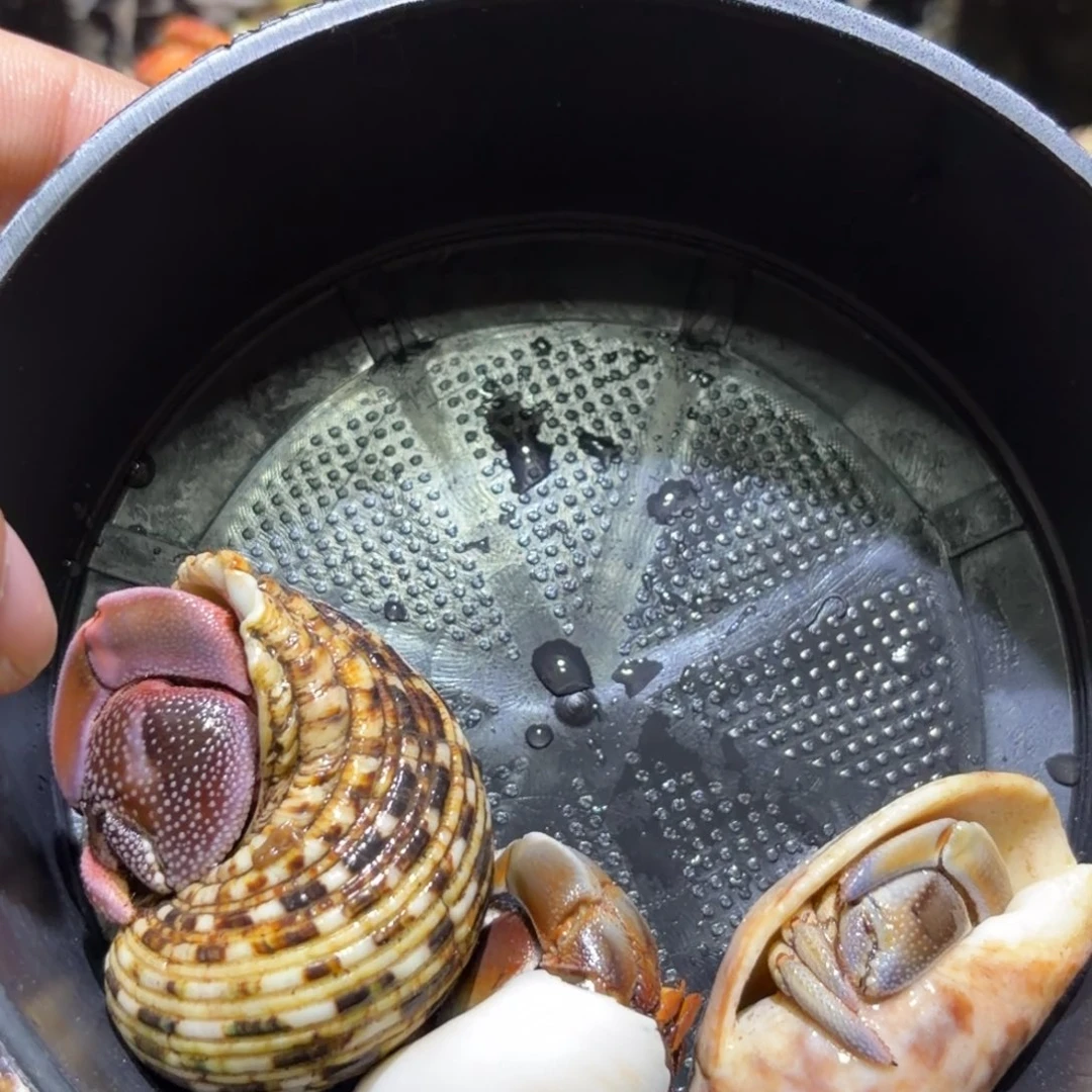 活体寄居蟹 不退不换 15