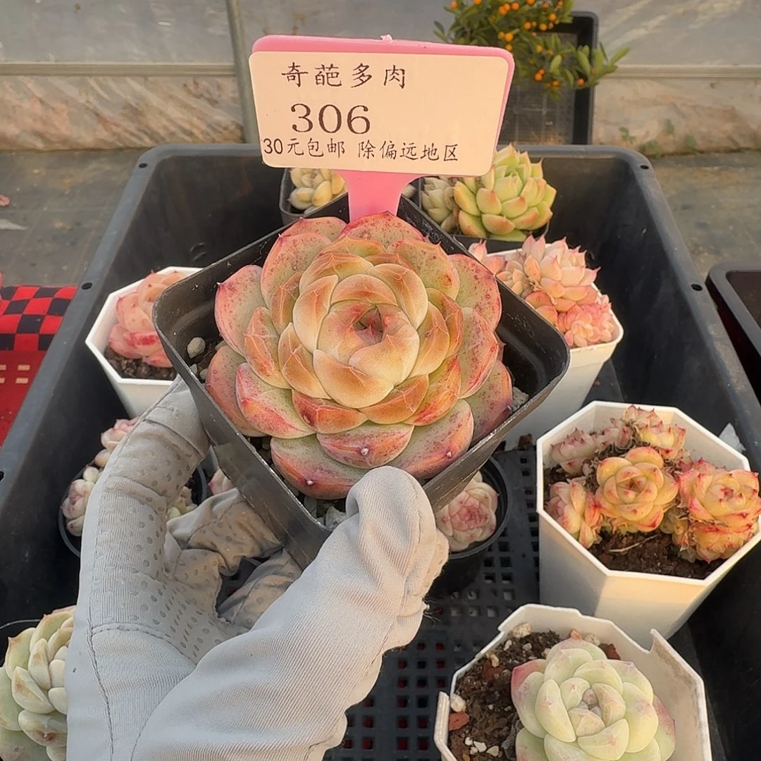 306 群生不包整 30元包邮非偏远