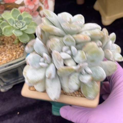 雪莲    新年快乐 新年快乐